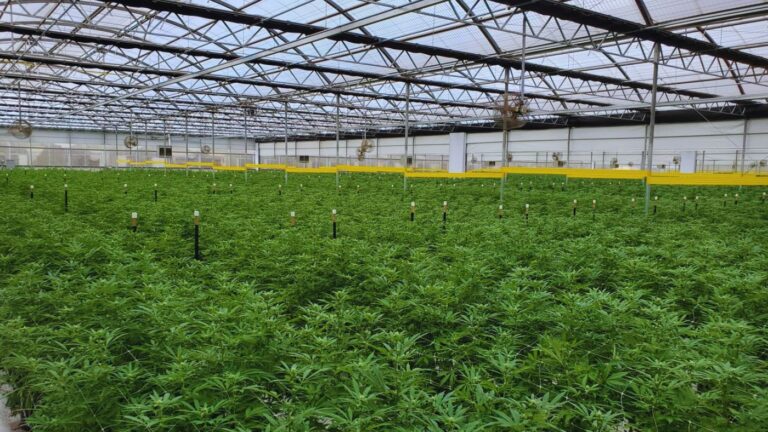 Healthy indoor cannabis cultivation facility operating under a Virginia cannabis cultivation license.