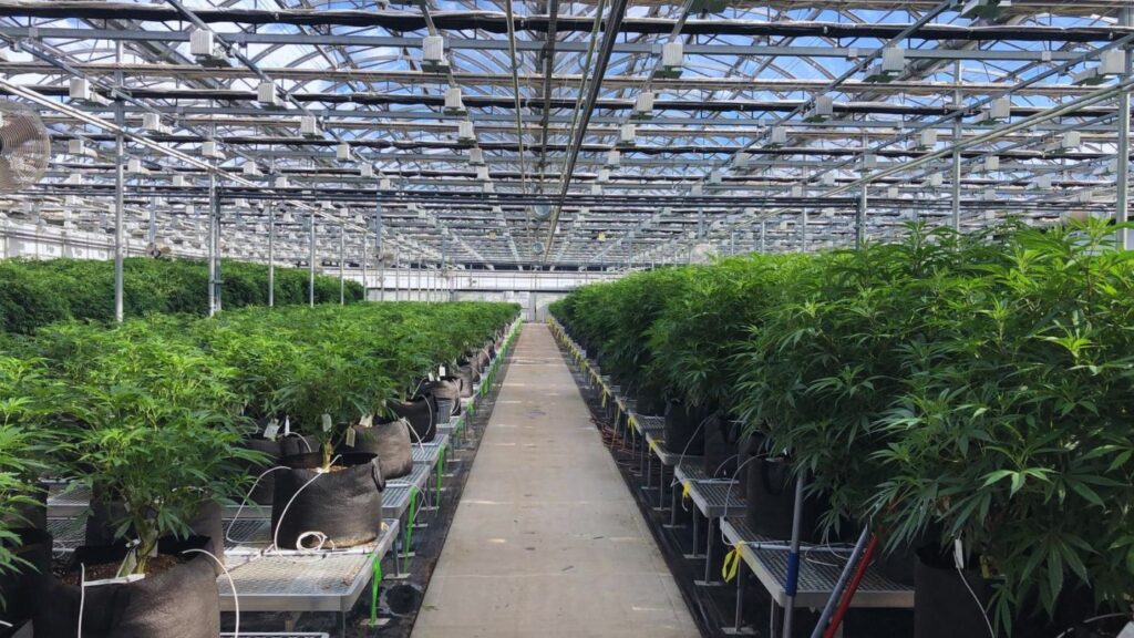 Indoor commercial cannabis cultivation facility representing Virginia's regulated cannabis license market.