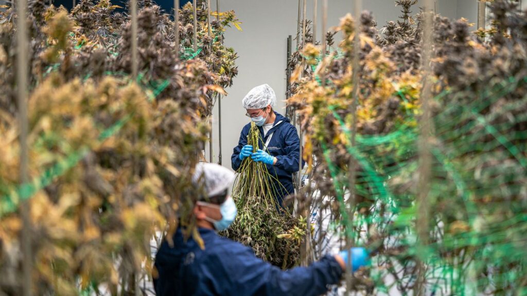 Two cultivation employees harvesting fully flowered cannabis at a licensed Virginia microbusiness facility.