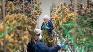 Two cultivation employees harvesting fully flowered cannabis at a licensed Virginia microbusiness facility.