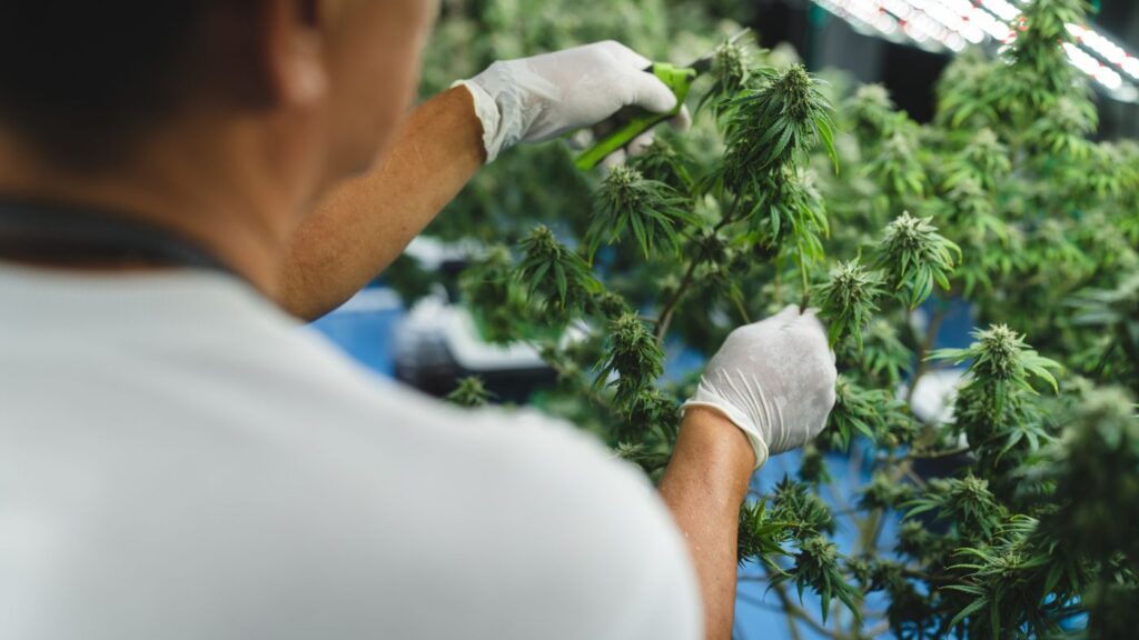 Close-up of a cannabis cultivation professional tending to a young flowering plant in a commercial Virginia facility.