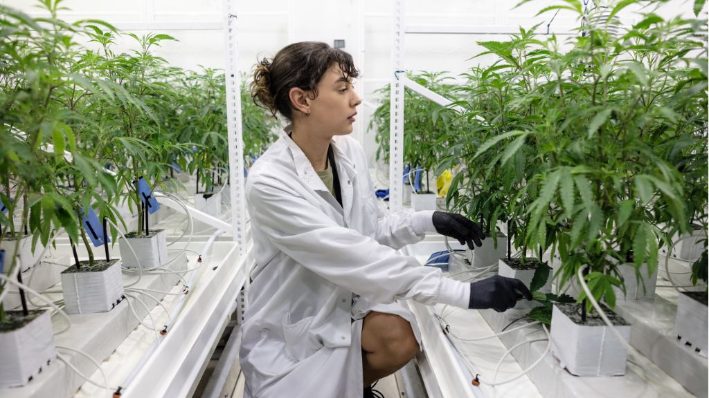 A cultivation worker in a lab coat and gloves inspecting a cannabis plant in a licensed facility.