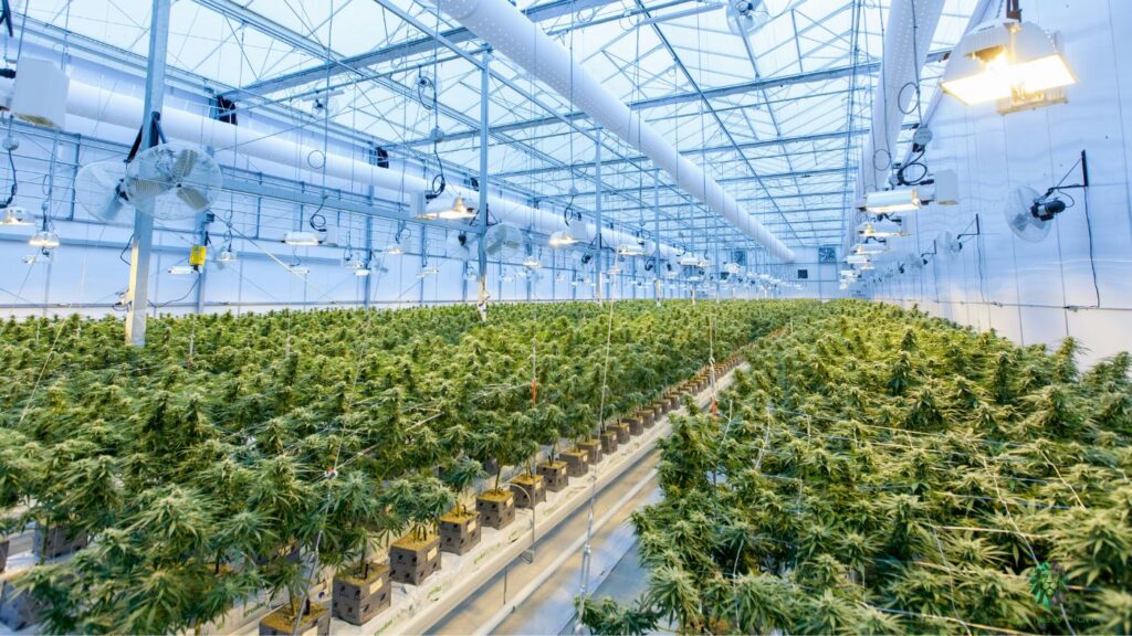 Large indoor cannabis cultivation facility illustrating canopy expansion under a New York cultivation license