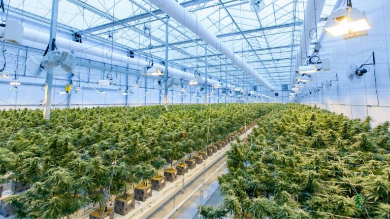 Large indoor cannabis cultivation facility illustrating canopy expansion under a New York cultivation license