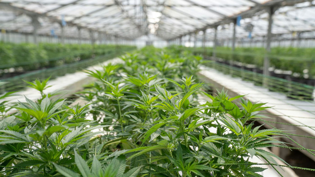 Modern greenhouse cannabis cultivation under a New York cannabis cultivator license