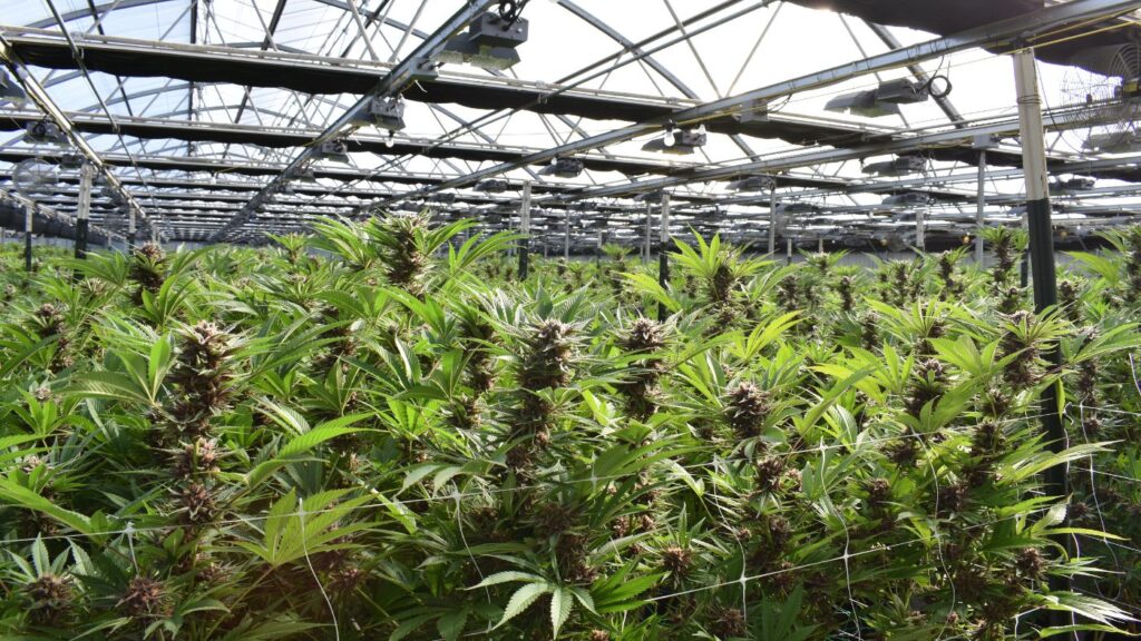 Flowering room in a commercial cannabis facility licensed under New York's cannabis license framework