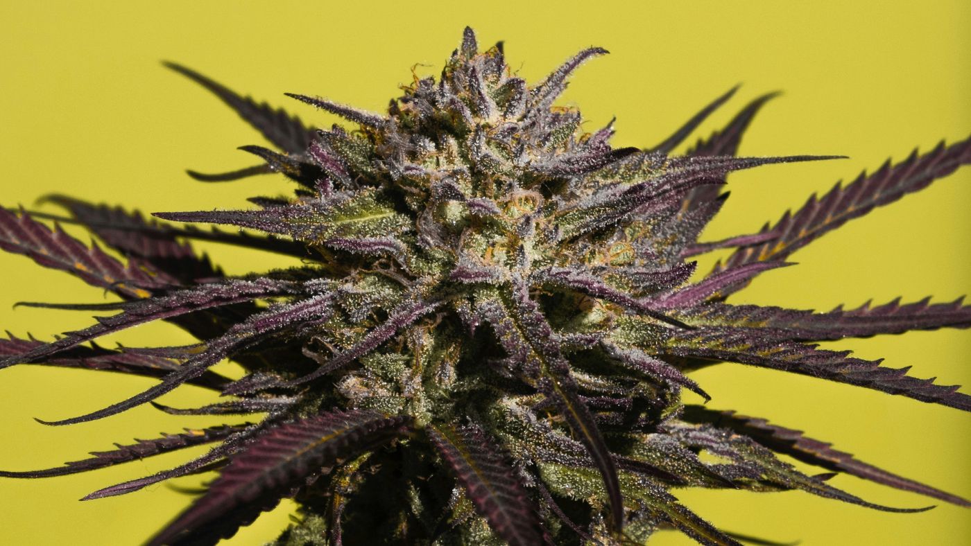 Close-up of a large, resinous cannabis flower representing product quality for a New York operational dispensary