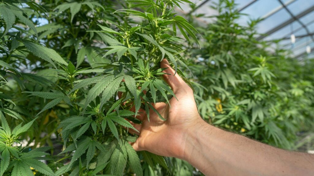 Hand holding cannabis leaves in an indoor facility grown under a New York microbusiness license