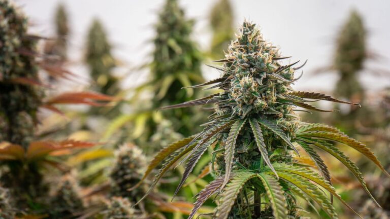 Cannabis flowers finishing their flowering phase in a commercial facility supplying New York provisional licensees