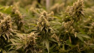 Healthy flowering cannabis plants in an indoor cultivation facility supplying the New York cannabis market