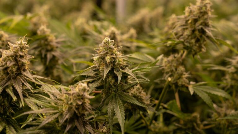 Healthy flowering cannabis plants in an indoor cultivation facility supplying the New York cannabis market
