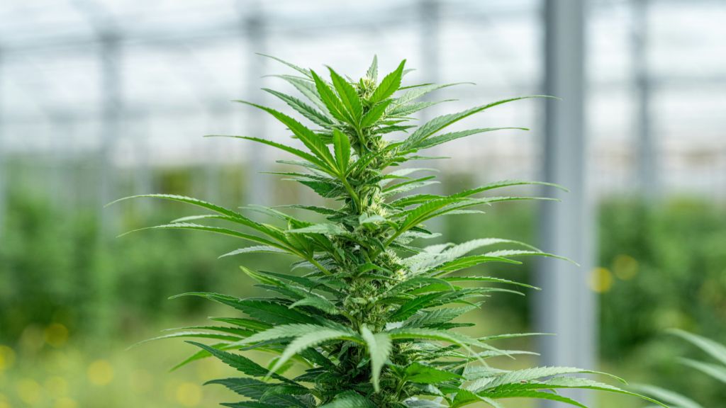 Close-up of a large cannabis flower grown in an indoor greenhouse under New York microbusiness canopy limits